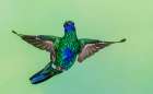 Sparkling violetear hummingbird flying, Northern Peru Art Print